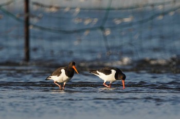 ミヤコドリ ふなばし三番瀬海浜公園 2022年10月1日(土)