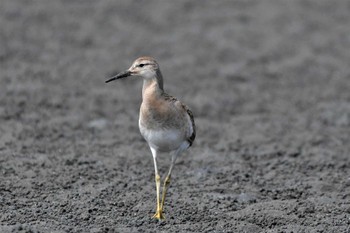 Ruff Sambanze Tideland Wed, 9/21/2022