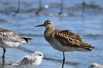 Ruff Sambanze Tideland Wed, 9/21/2022