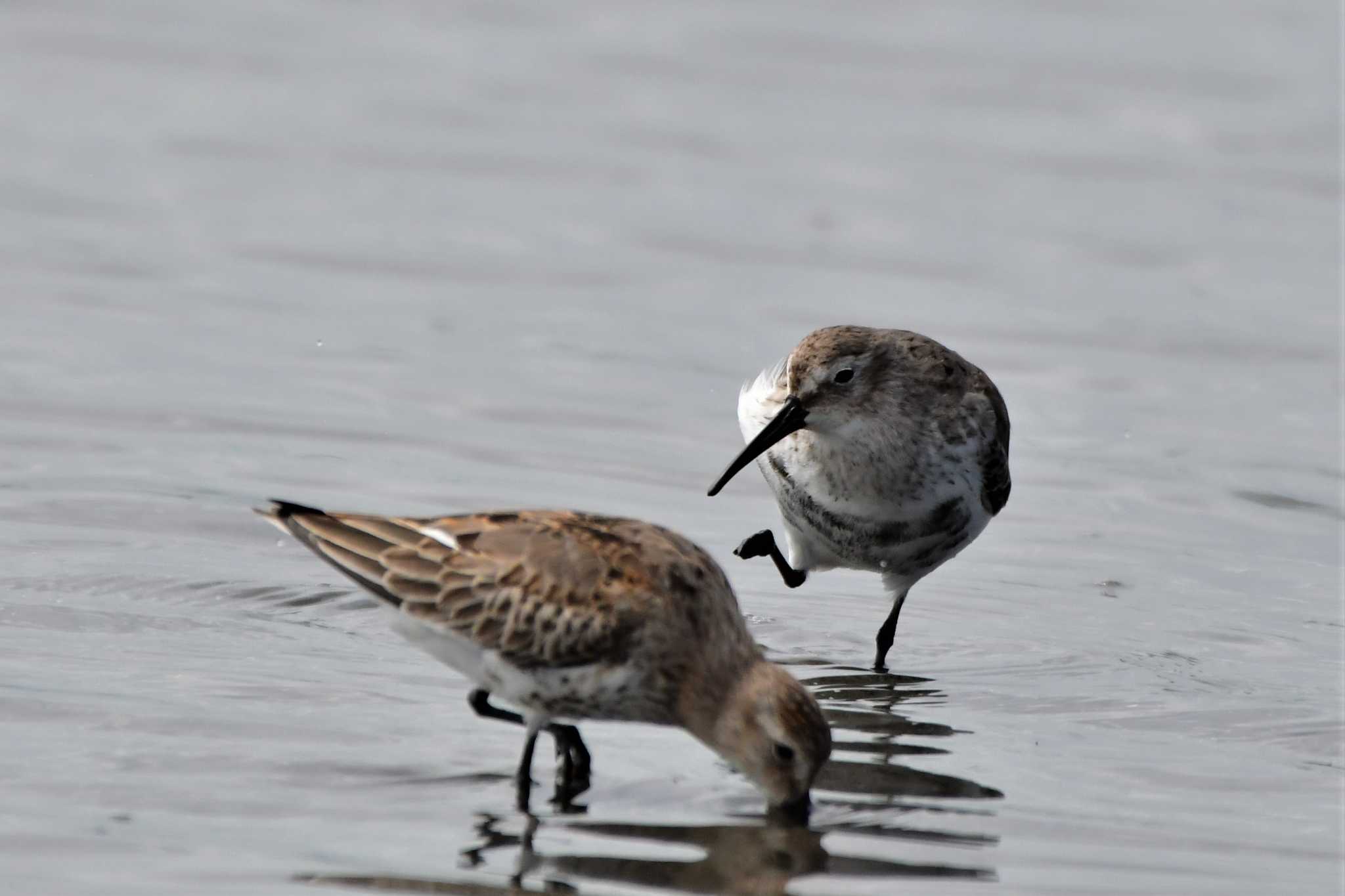 Dunlin