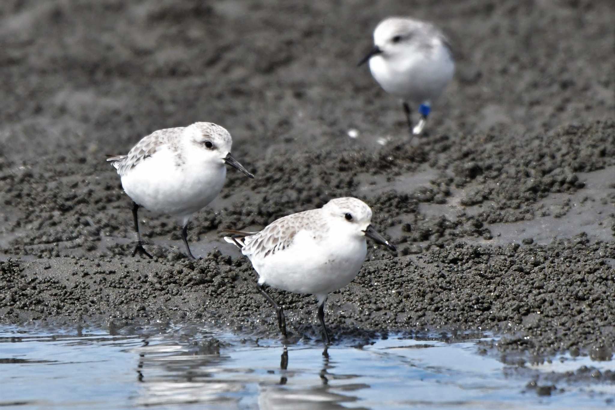 Sanderling