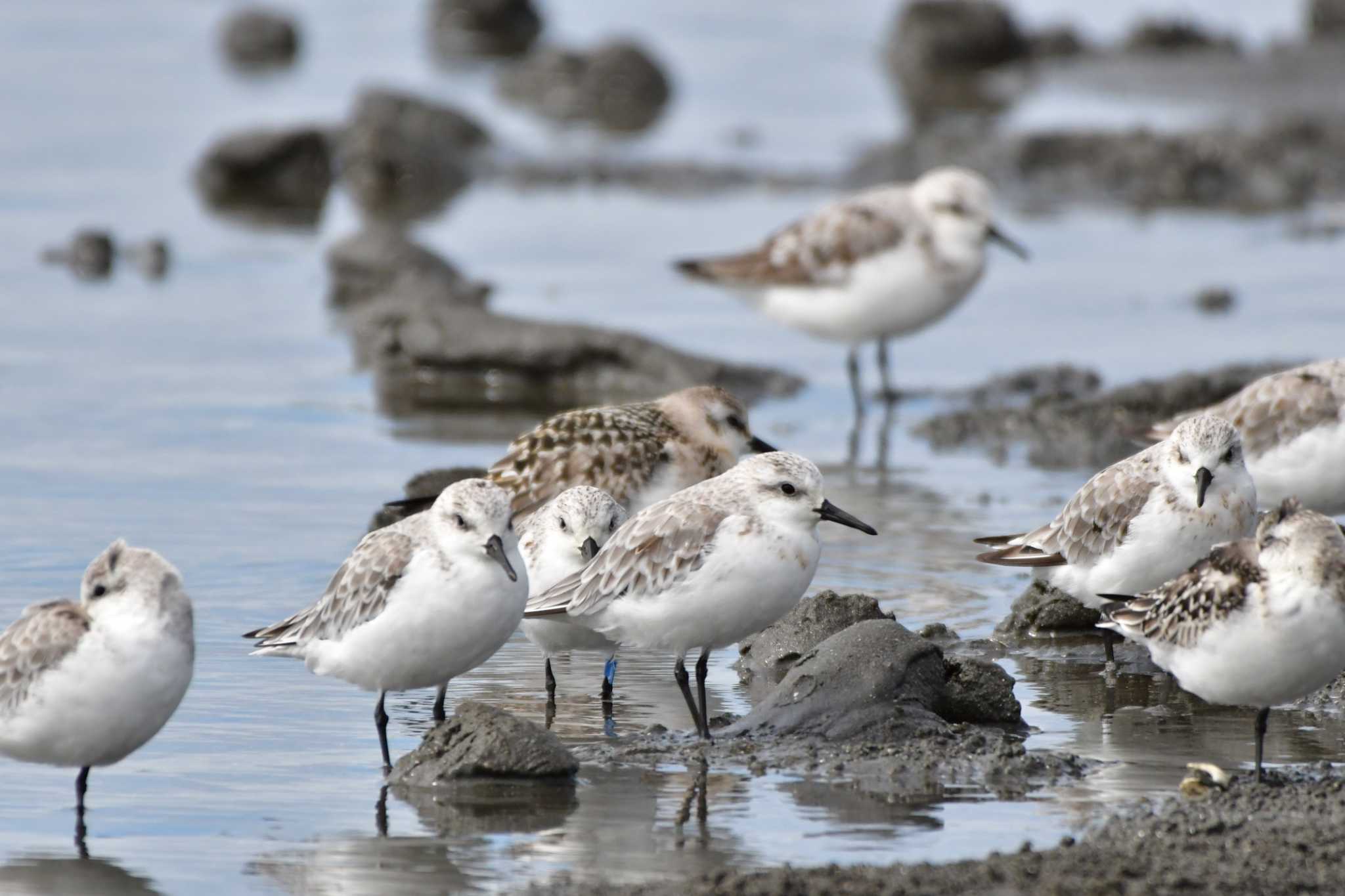 Sanderling