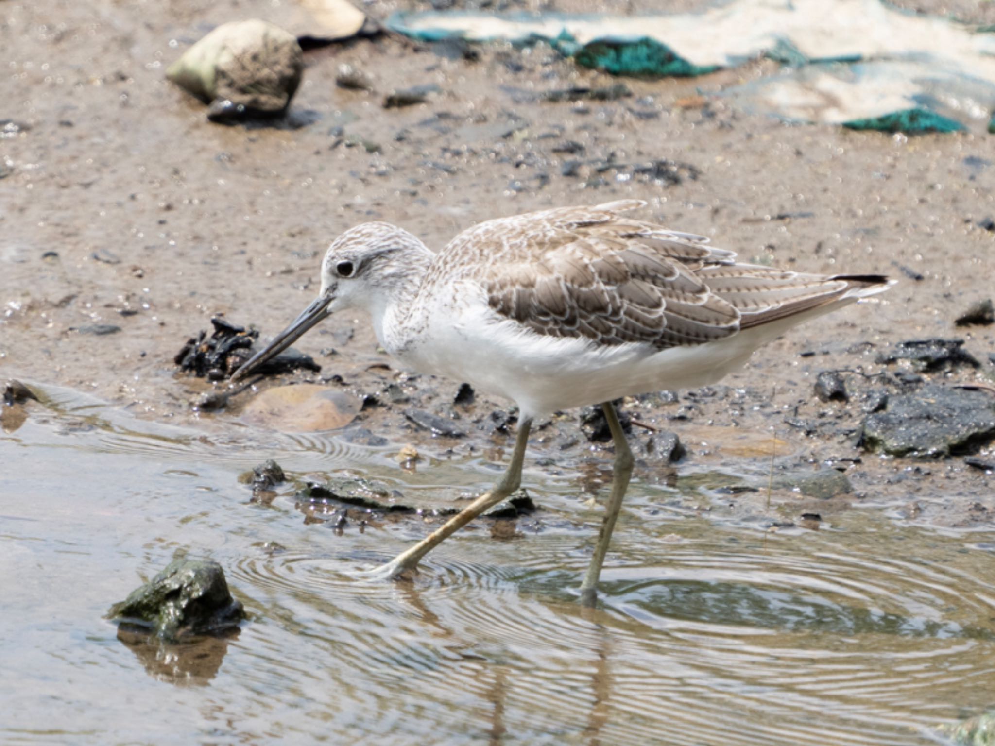 Sungei Buloh Wetland Reserve アオアシシギの写真 by T K