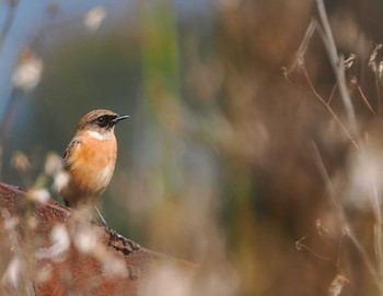 Amur Stonechat 比叡山 Sat, 10/1/2022