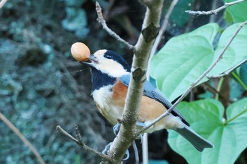 2022年10月1日(土) 権現山(弘法山公園)の野鳥観察記録