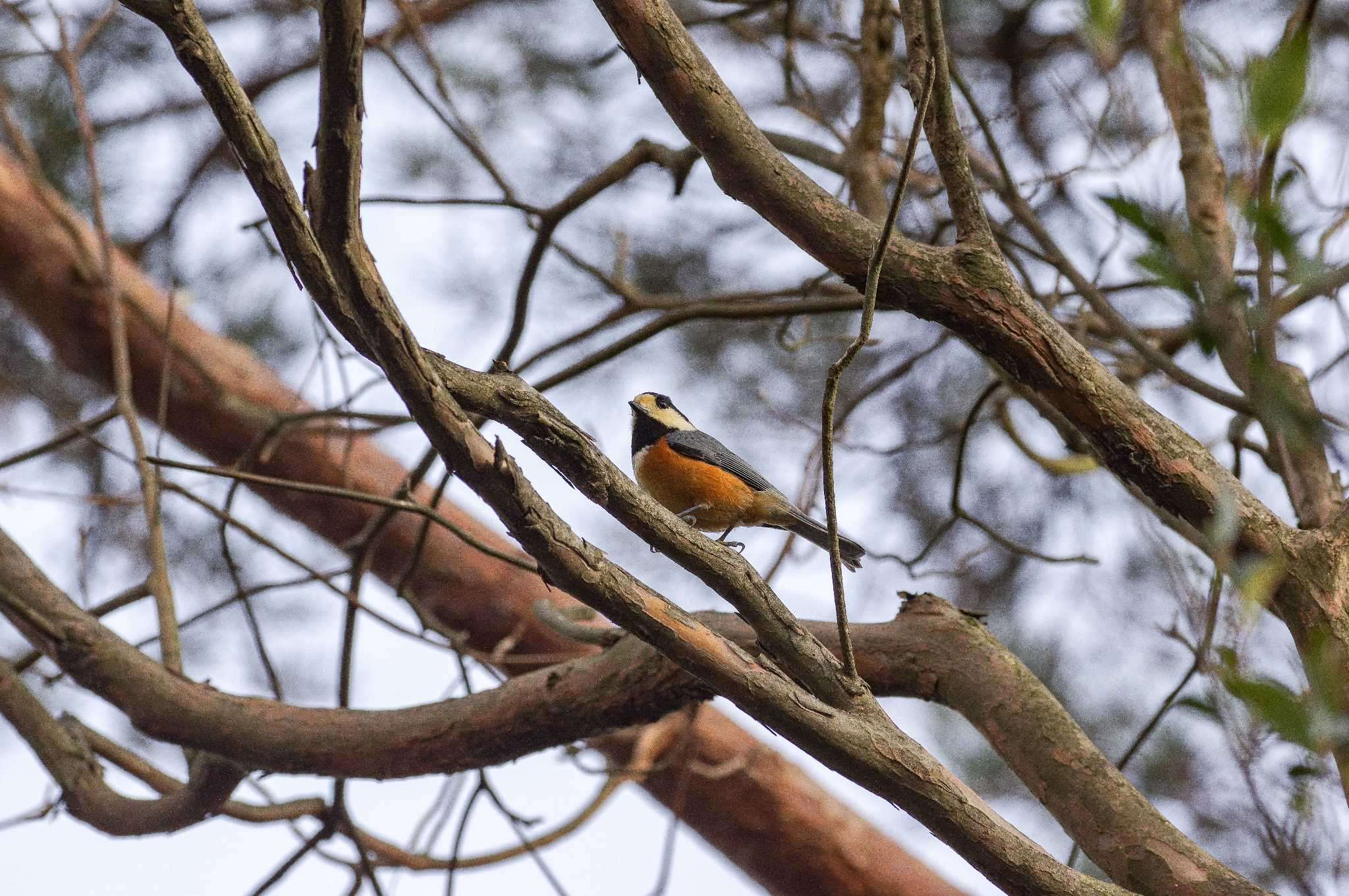 Varied Tit