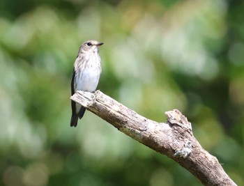 Dark-sided Flycatcher Unknown Spots Sat, 10/1/2022