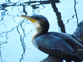 2022年10月1日(土) 西岡公園(西岡水源地)の野鳥観察記録