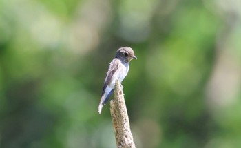 Asian Brown Flycatcher Unknown Spots Sat, 10/1/2022