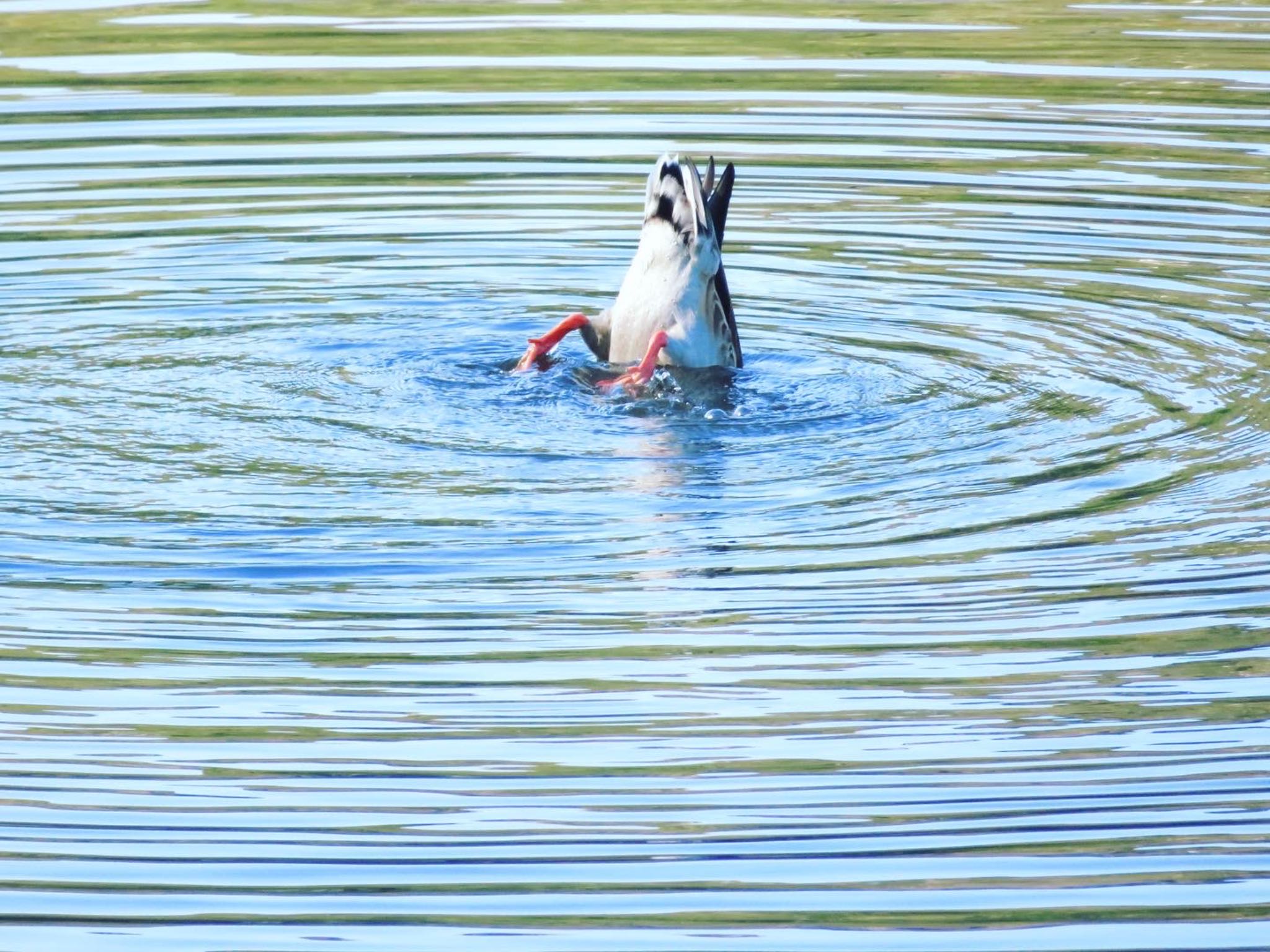 西岡公園(西岡水源地) マガモの写真 by ユウ@道民