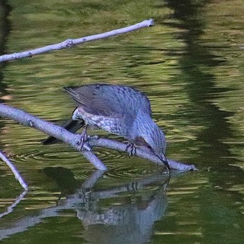 Sat, 10/1/2022 Birding report at 大仙陵古墳