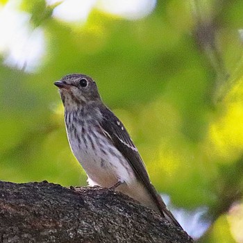 2022年10月1日(土) 大仙公園の野鳥観察記録