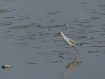 Marsh Sandpiper いしかり調整池(石狩調整池) Sat, 10/1/2022