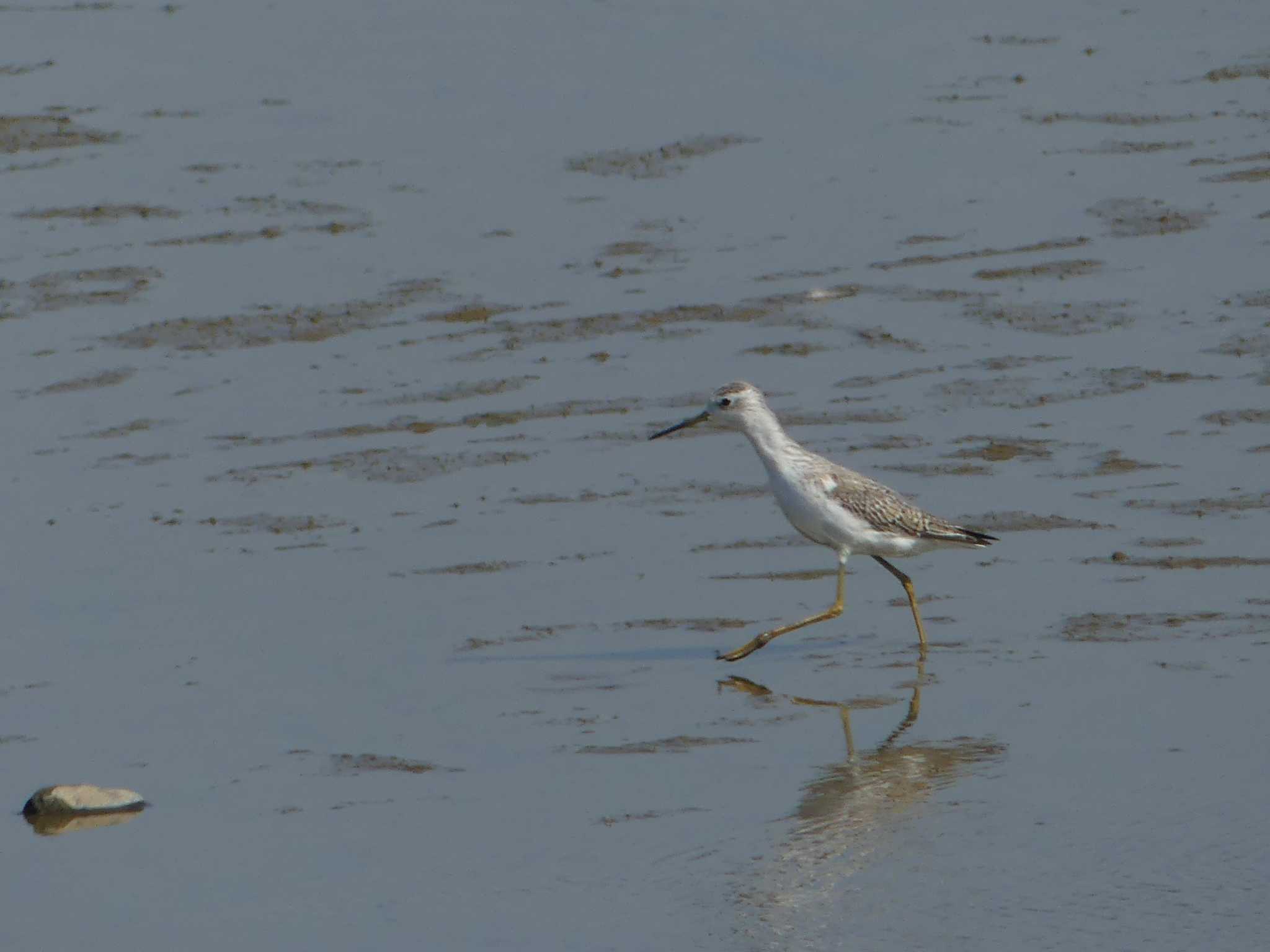 Marsh Sandpiper