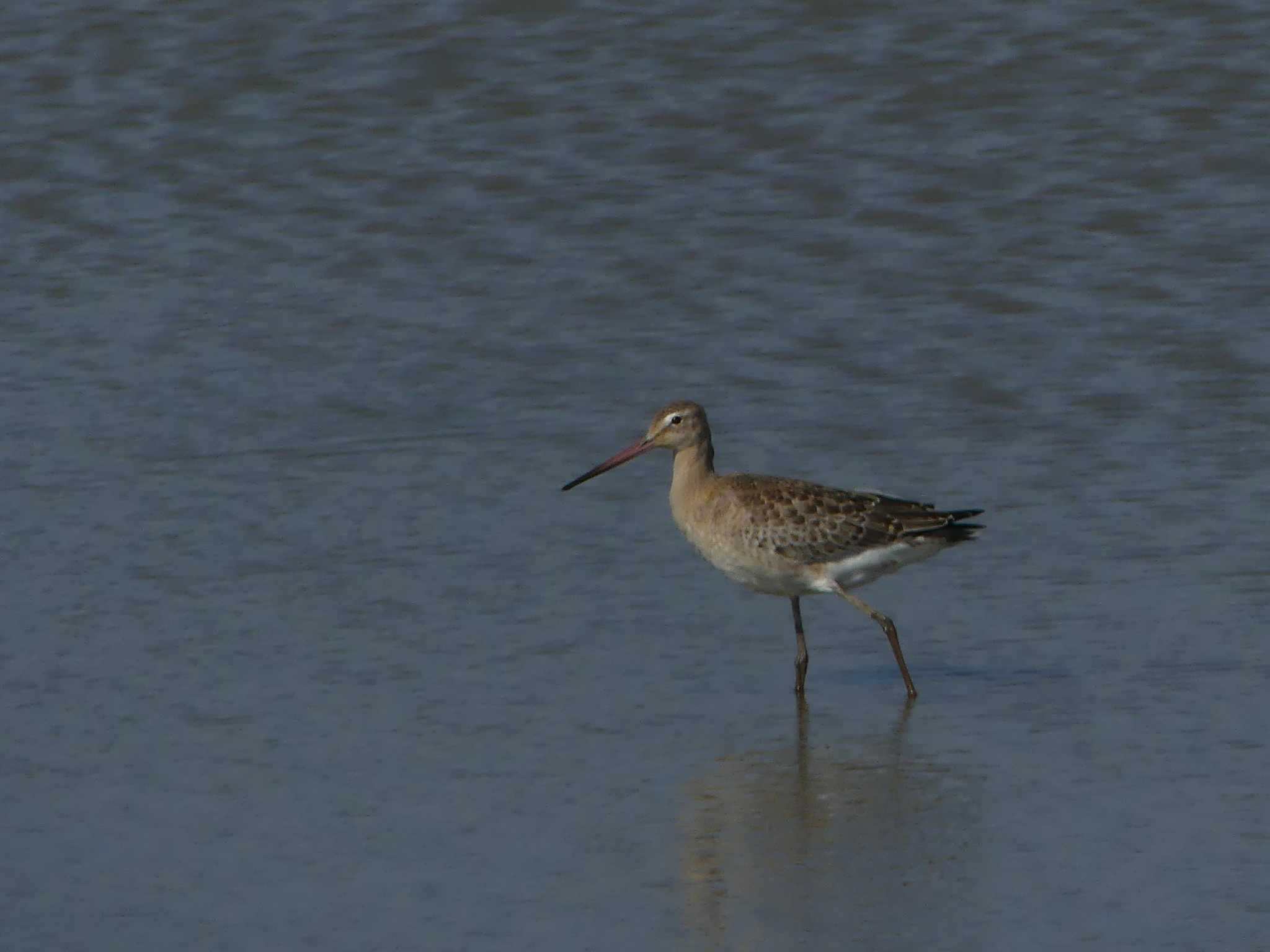 Black-tailed Godwit