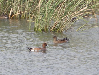 Sat, 10/1/2022 Birding report at 長都沼(千歳市)