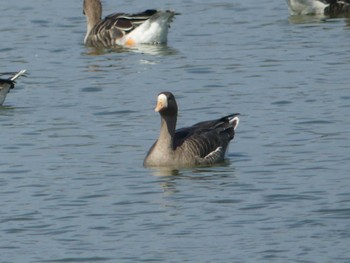 Greater White-fronted Goose 宮島沼 Sat, 10/1/2022