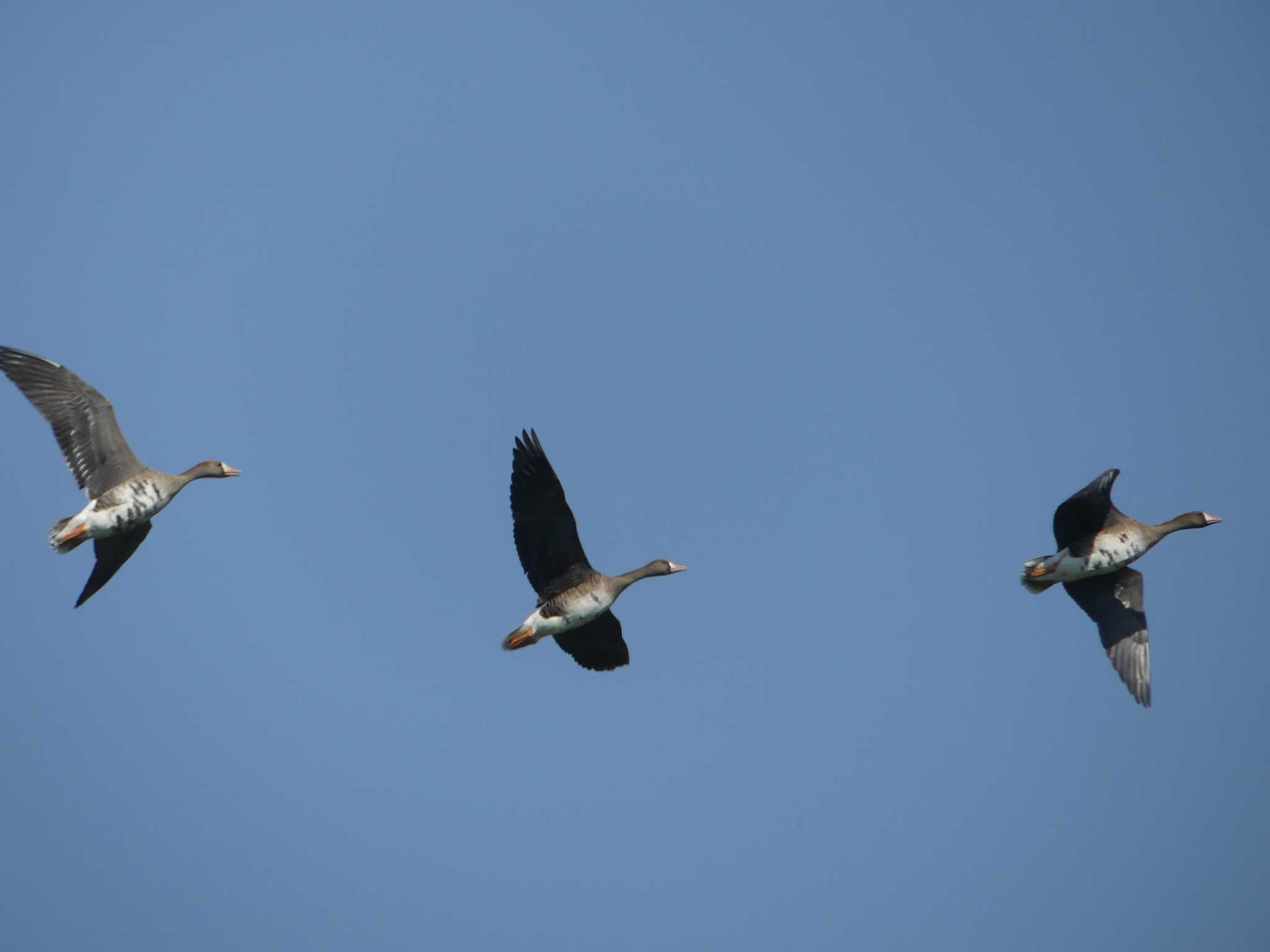 Greater White-fronted Goose