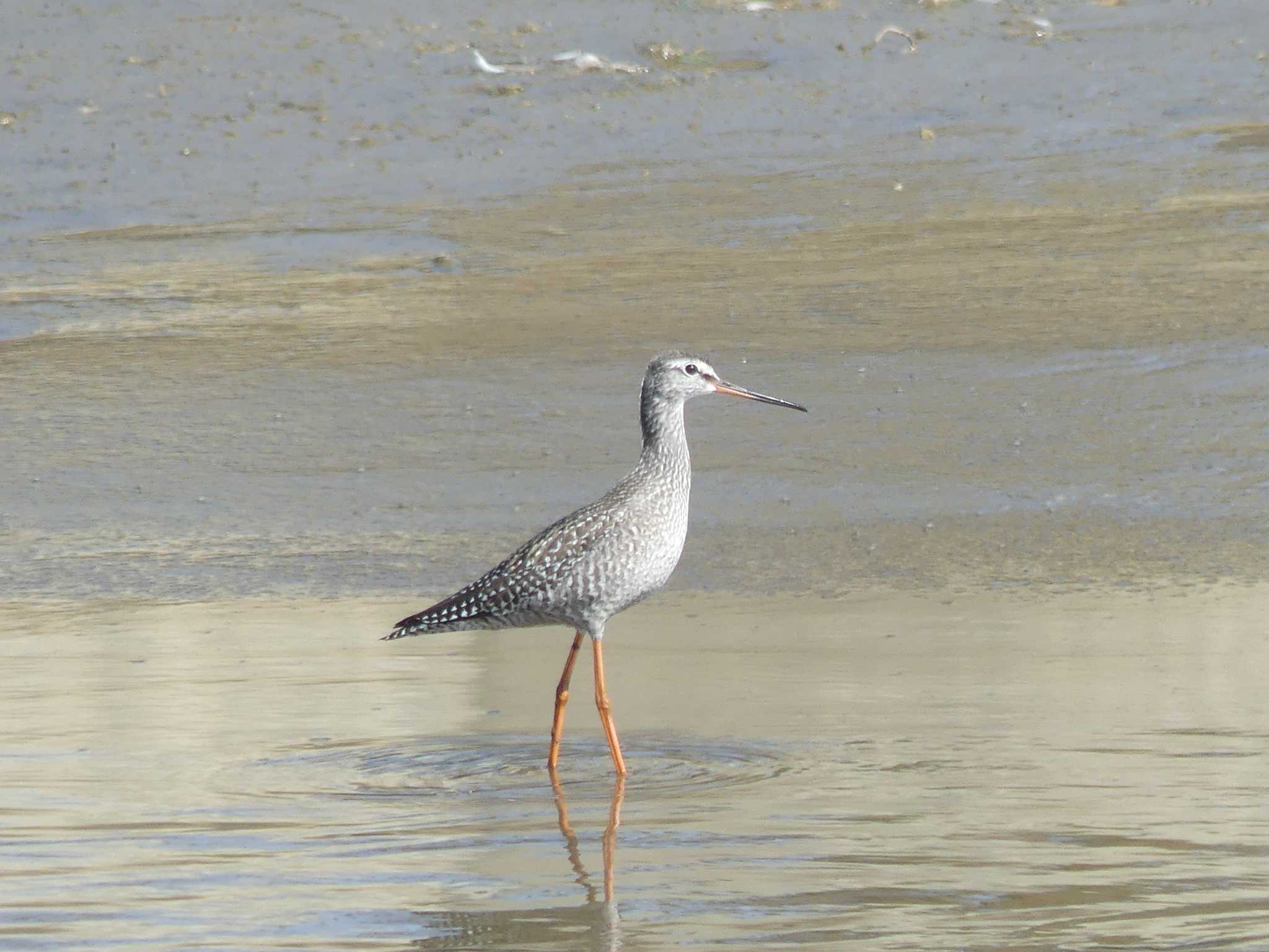 Spotted Redshank