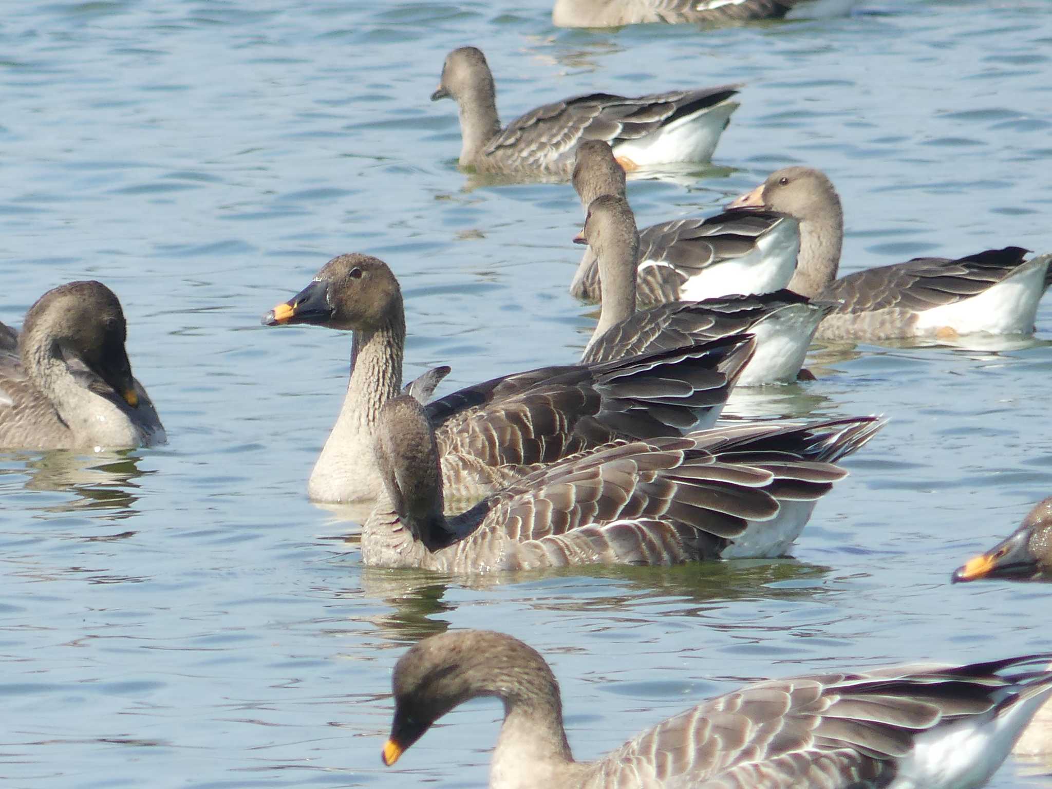 Taiga Bean Goose