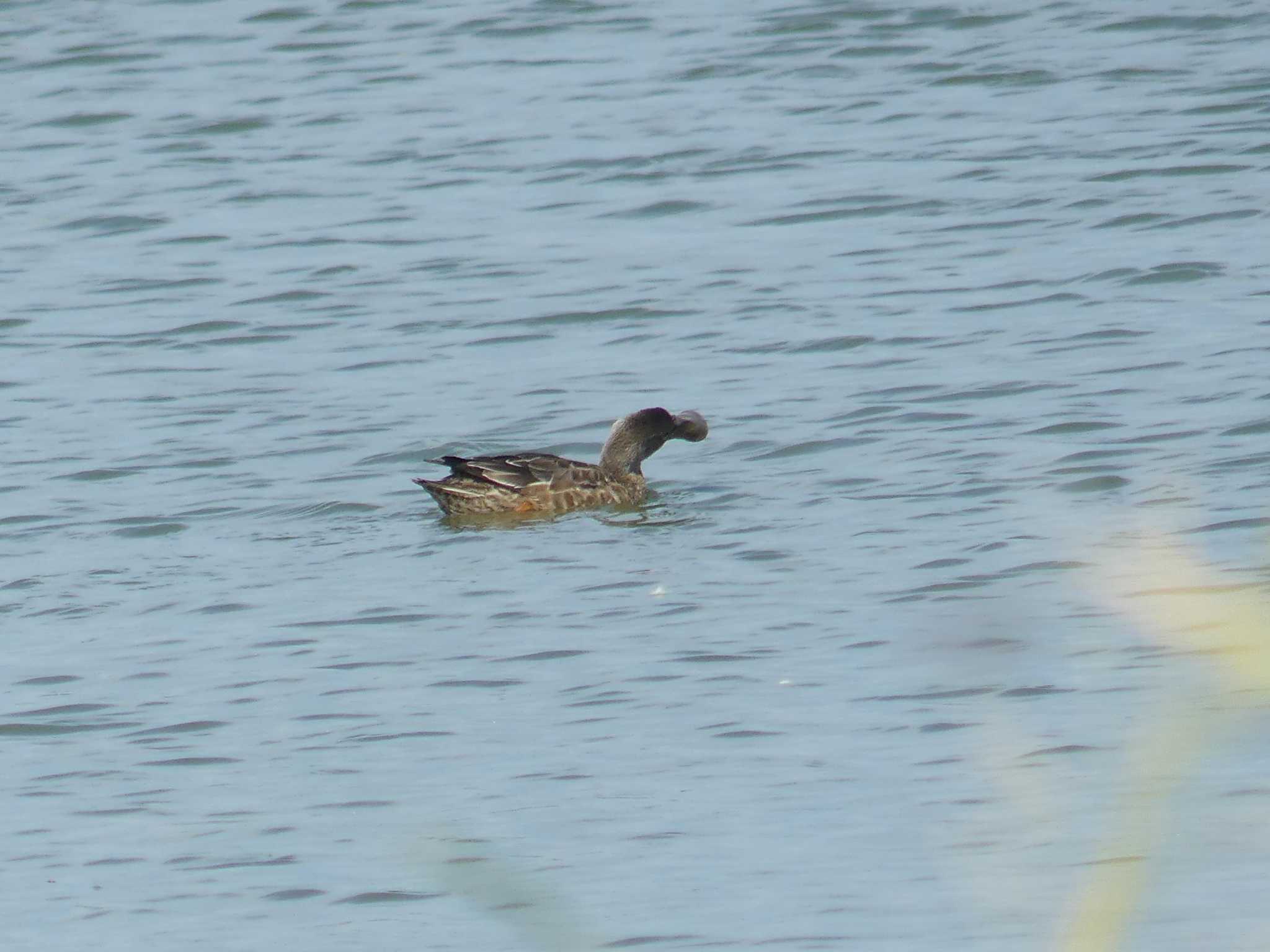 Northern Shoveler