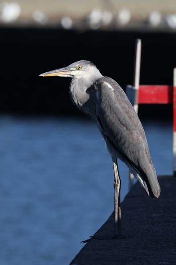 Grey Heron 熊本 Sat, 10/1/2022