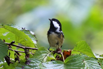 2022年10月1日(土) 早戸川林道の野鳥観察記録