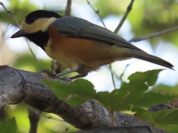 Sat, 10/1/2022 Birding report at 中島公園