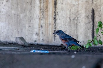 Blue Rock Thrush 多摩川 Sat, 10/1/2022