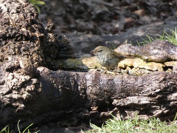 ウグイス 長居公園植物園 2018年2月8日(木)