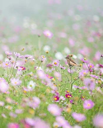 Amur Stonechat 長野県 Mon, 9/26/2022