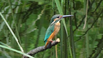 Common Kingfisher Mizumoto Park Sat, 10/1/2022