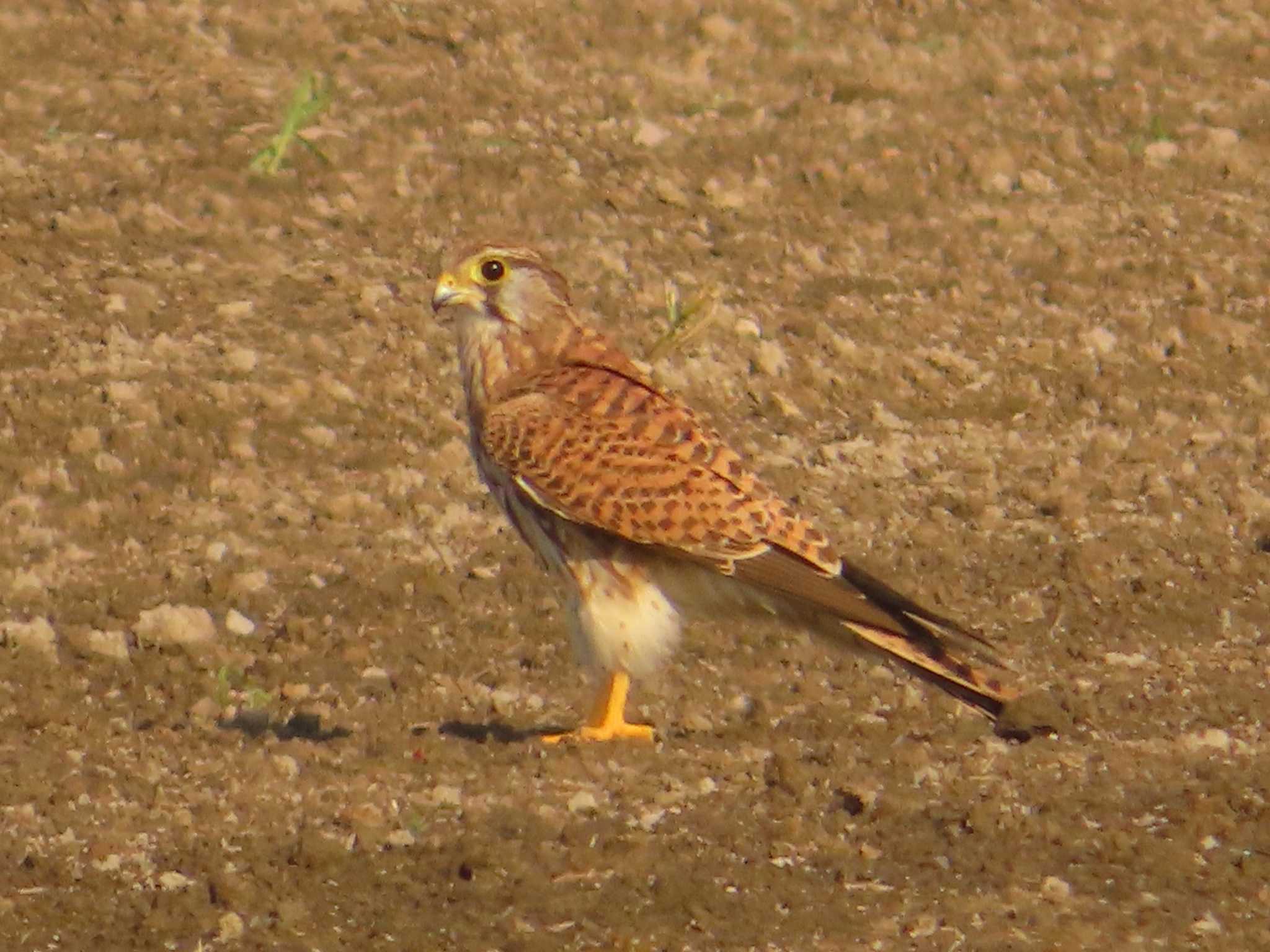 Common Kestrel