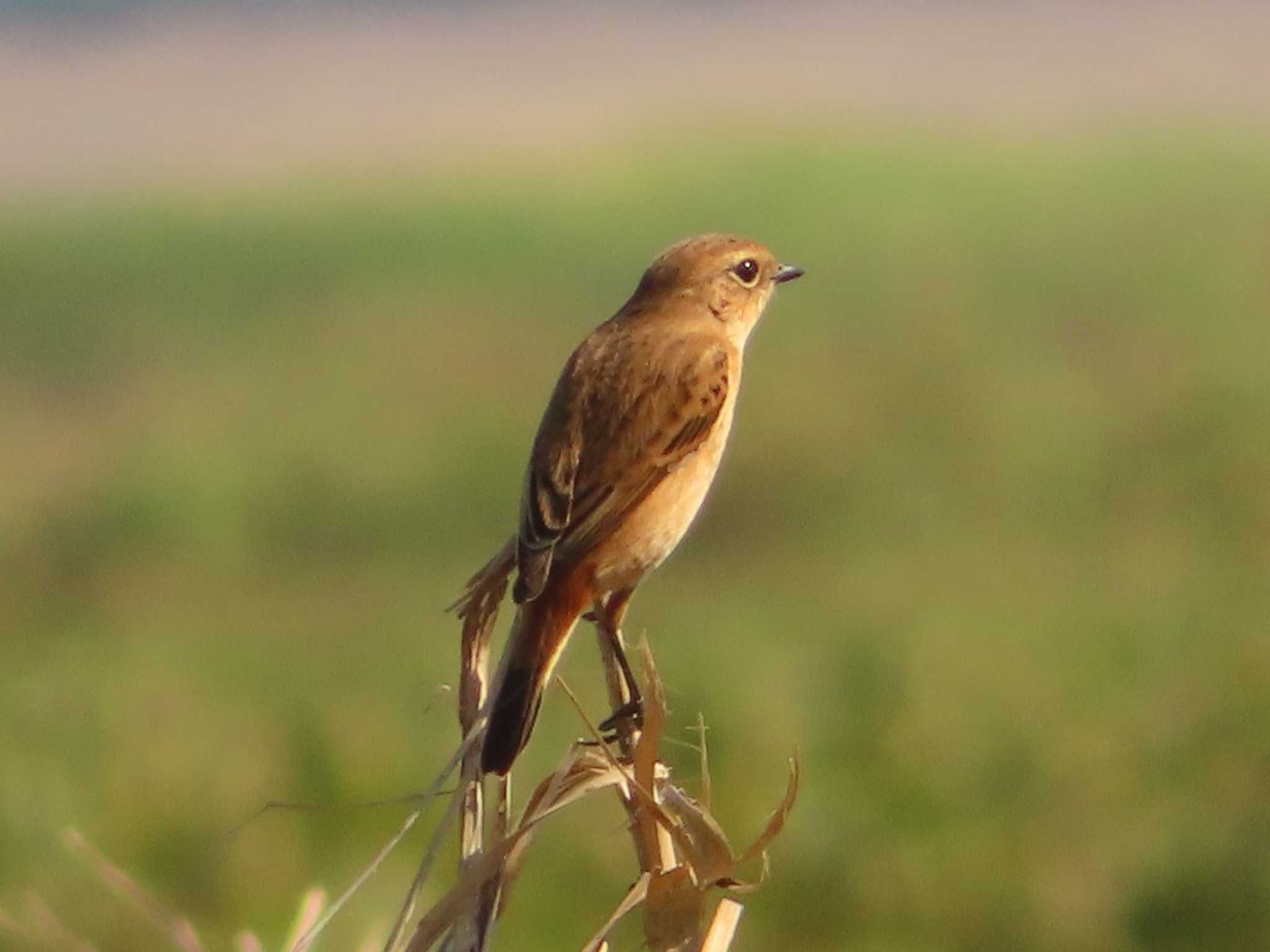 Amur Stonechat