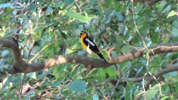 Narcissus Flycatcher Mizumoto Park Sat, 10/1/2022