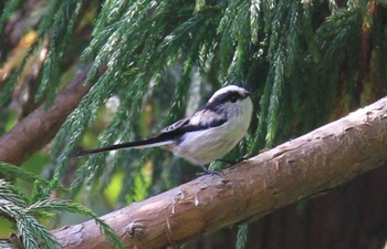 2022年10月1日(土) 称名滝の野鳥観察記録