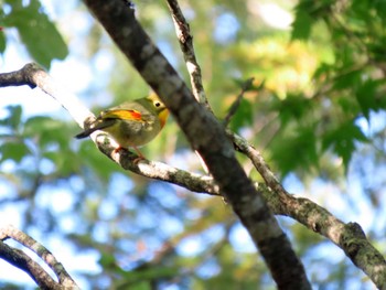 2022年10月1日(土) 大川入山(長野県)の野鳥観察記録