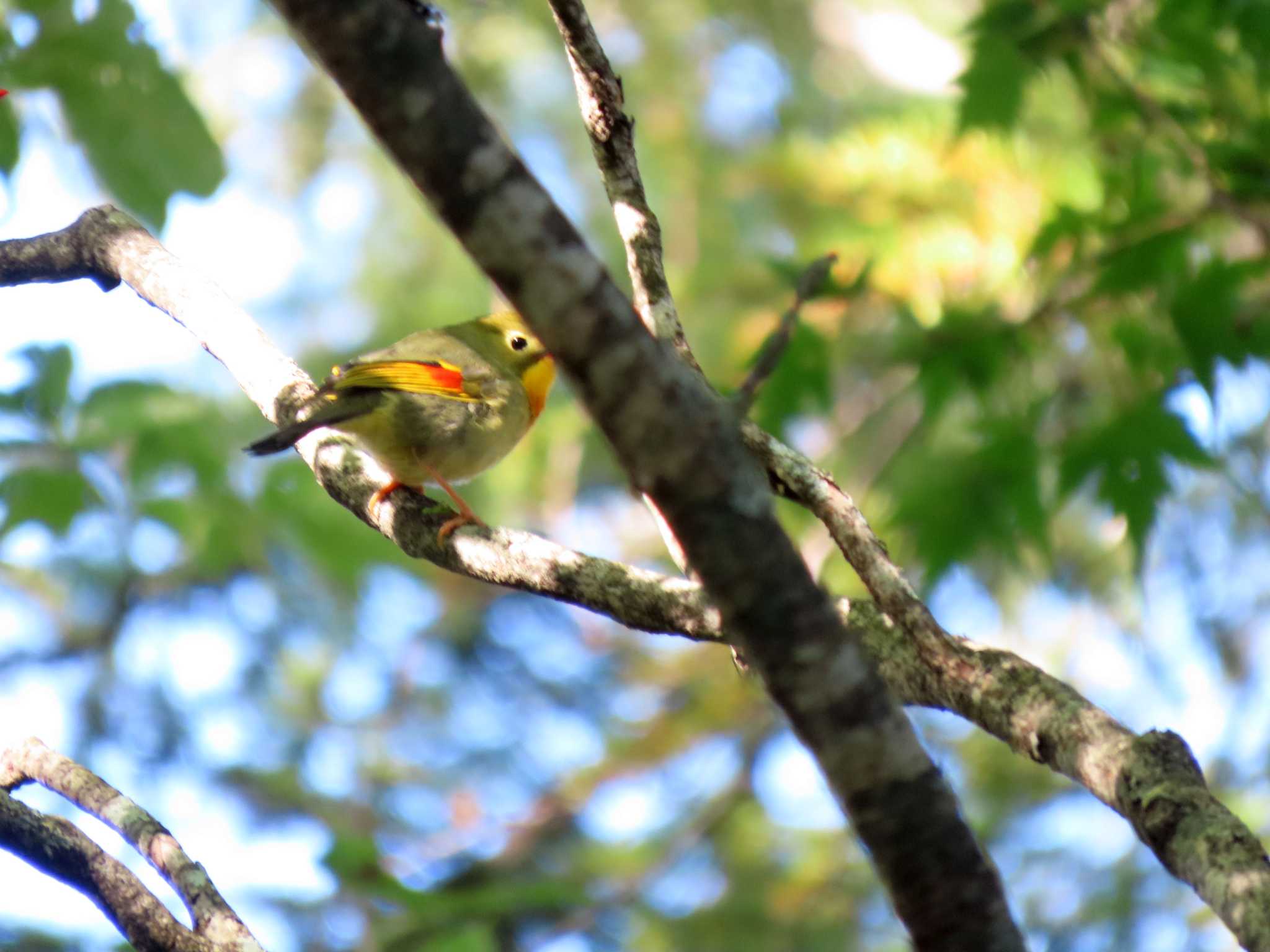 大川入山(長野県) ソウシチョウの写真 by OHモリ