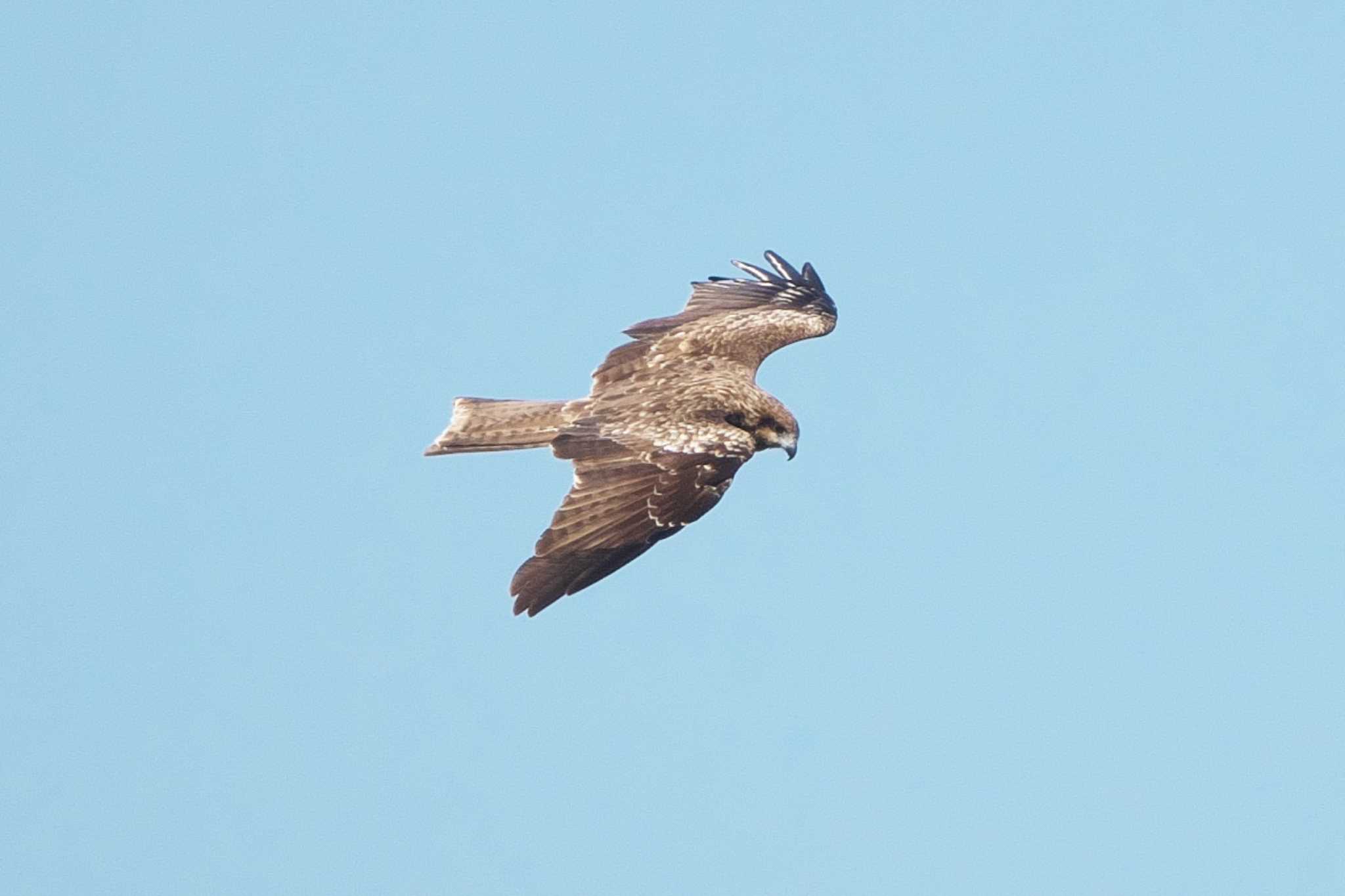 Black Kite