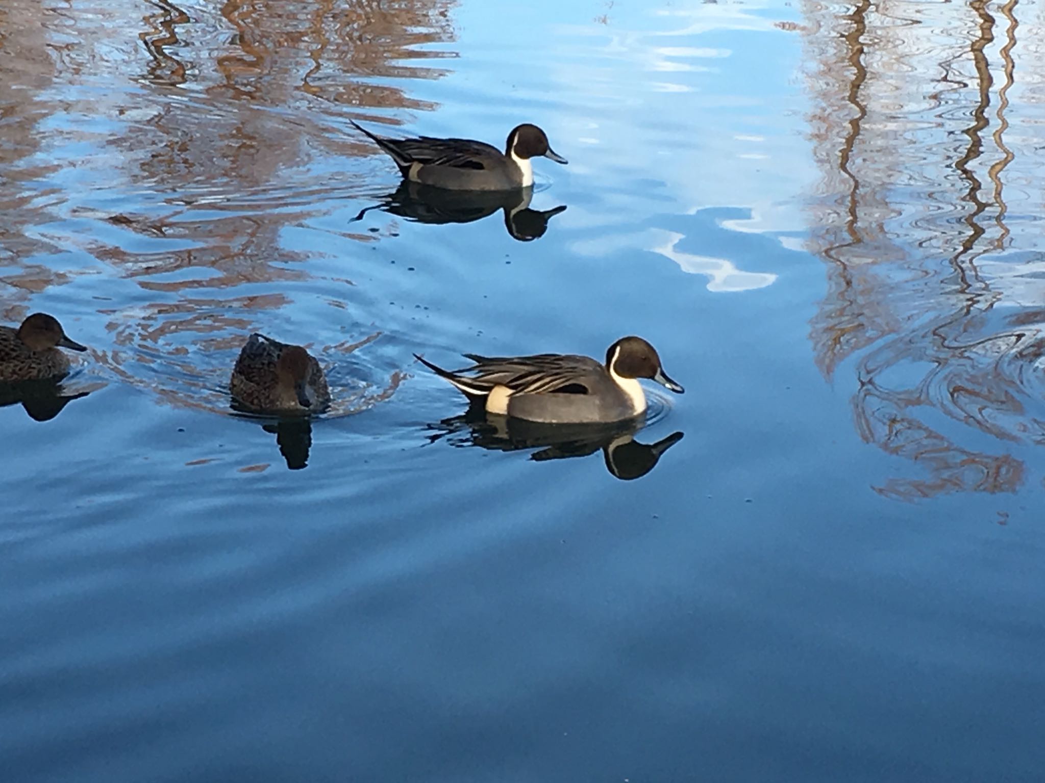 別所沼公園(埼玉県) オナガガモの写真 by 渡邉自宅智子