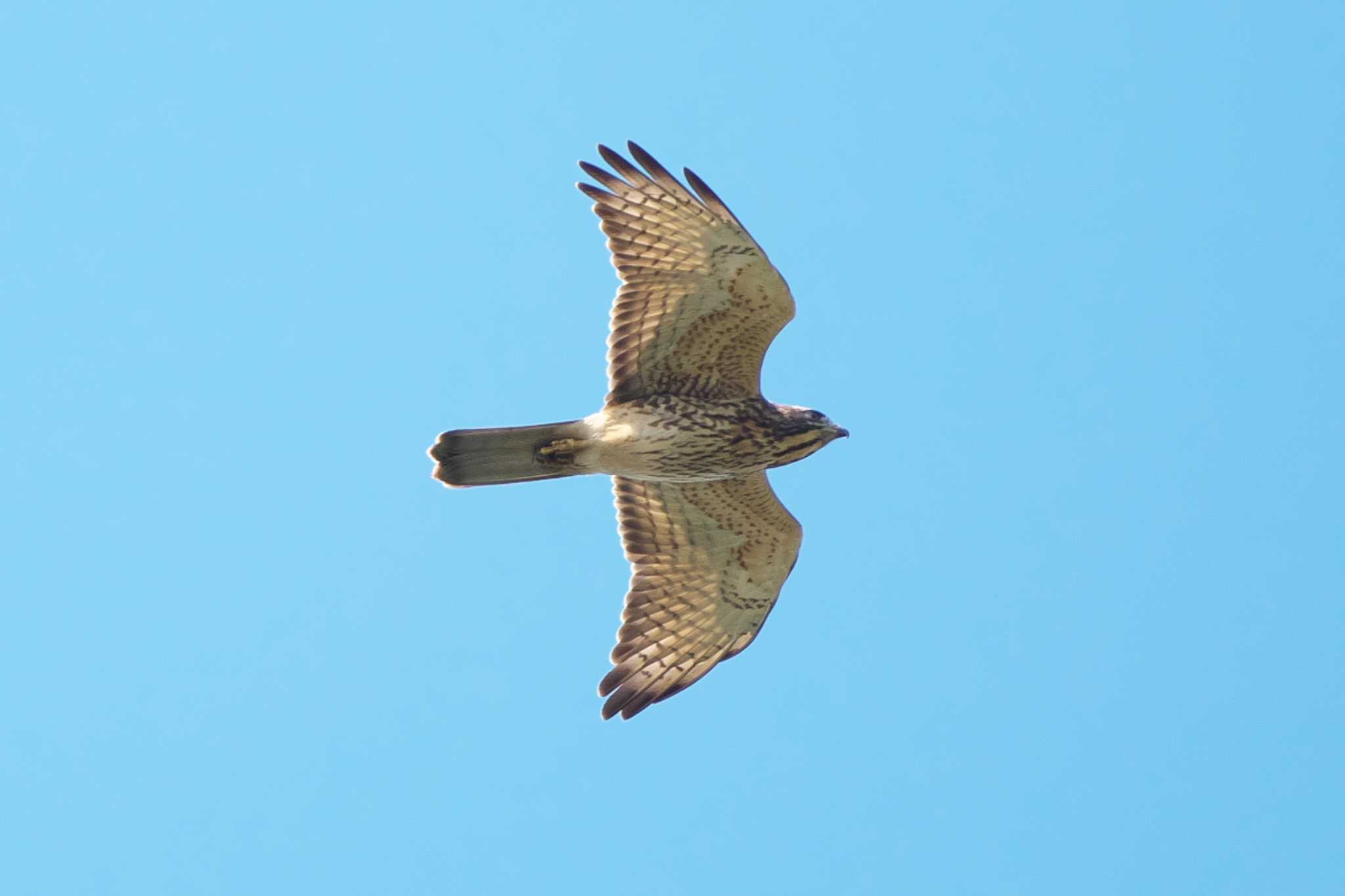 Grey-faced Buzzard