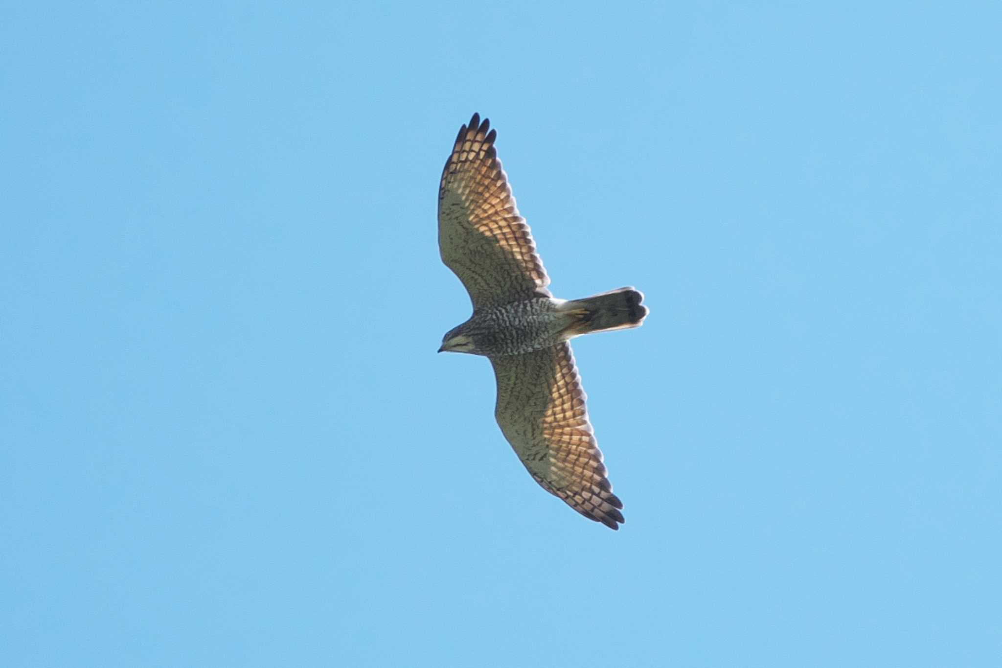 Grey-faced Buzzard