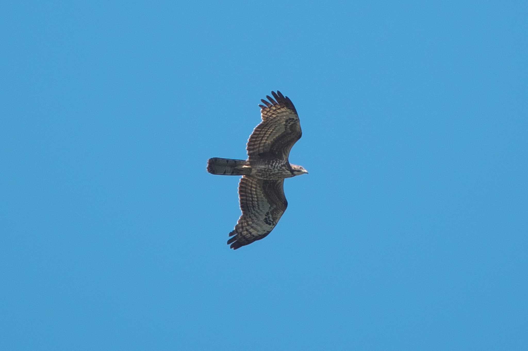 Crested Honey Buzzard