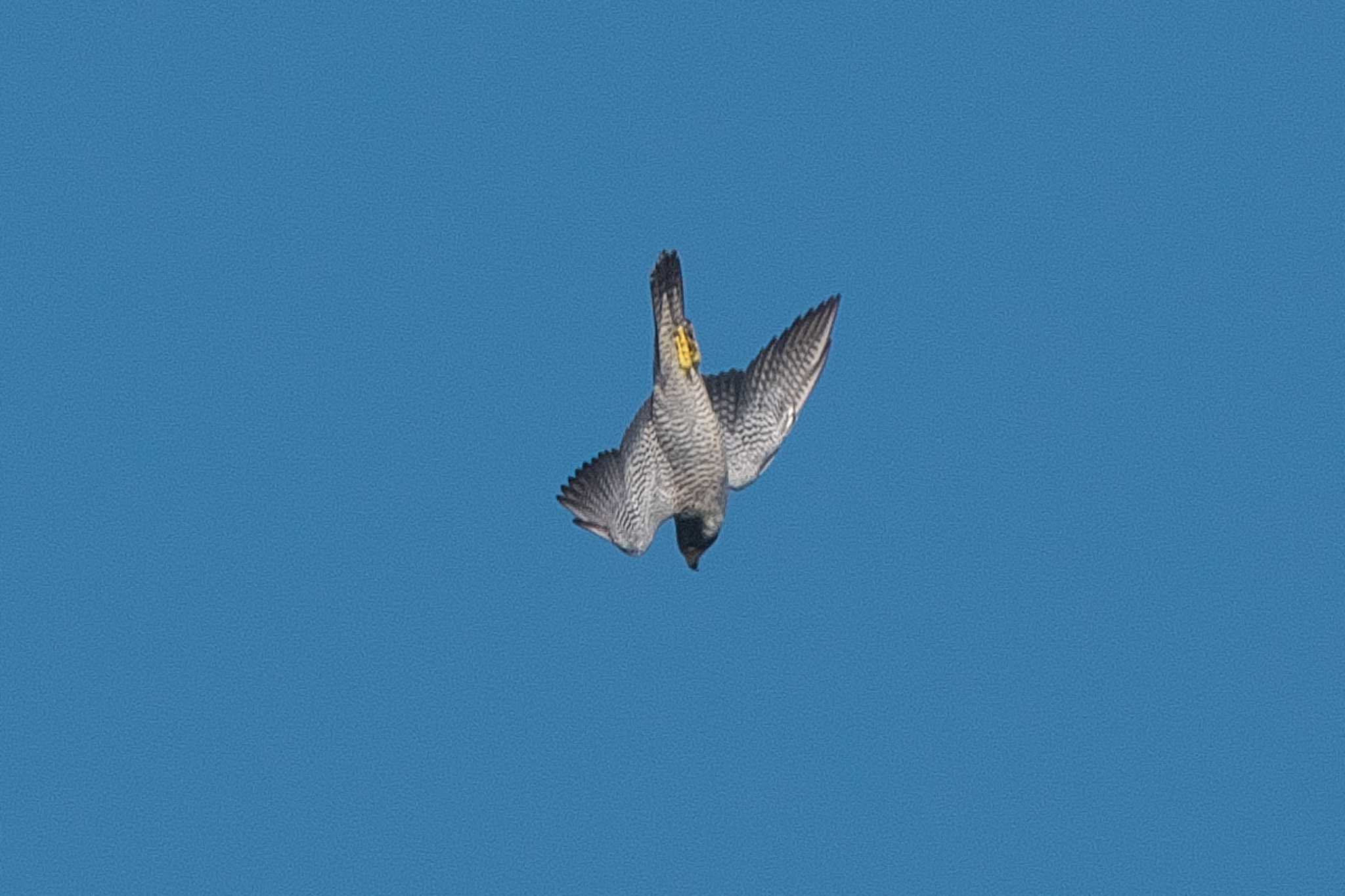 Peregrine Falcon