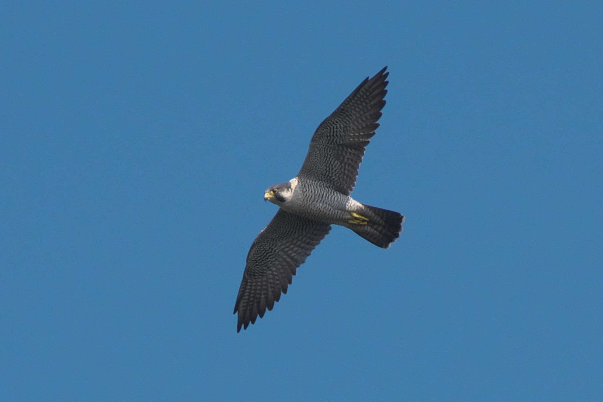 Peregrine Falcon