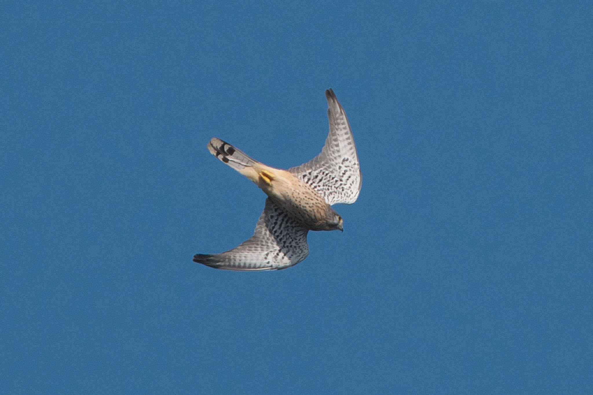 Common Kestrel