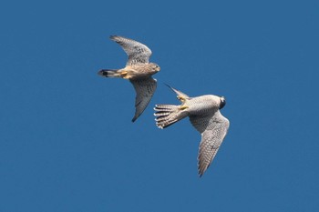 Common Kestrel 武山(神奈川県横須賀市) Fri, 9/30/2022