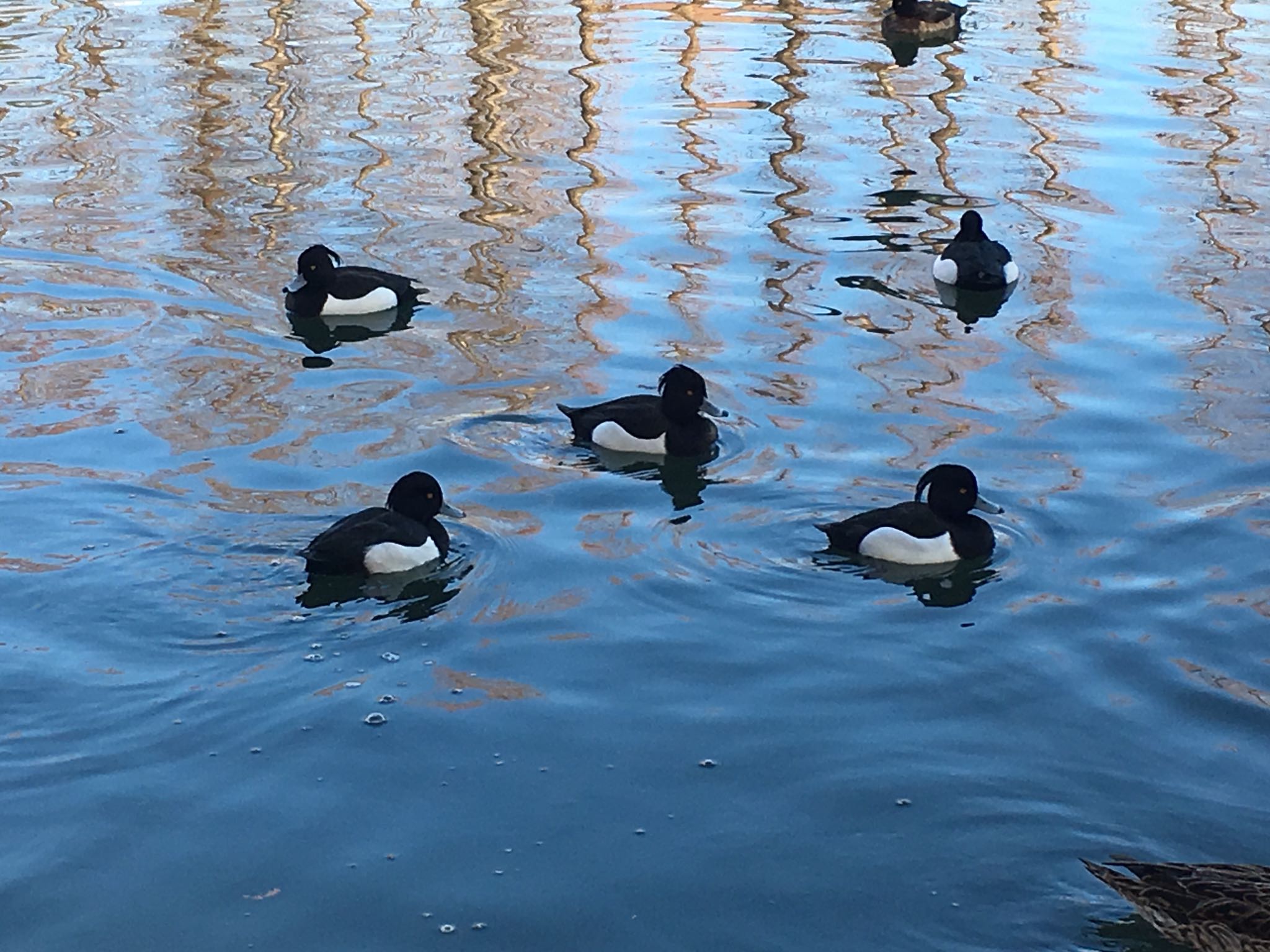 Photo of Tufted Duck at 別所沼公園(埼玉県) by 渡邉自宅智子