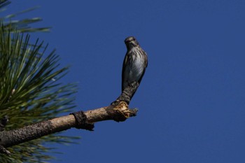 エゾビタキ 東京港野鳥公園 2022年10月1日(土)