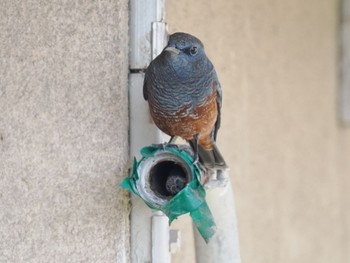 Blue Rock Thrush 甲子園浜(兵庫県西宮市) Sat, 10/1/2022